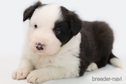 成約済の神奈川県のボーダーコリー-274594の4枚目